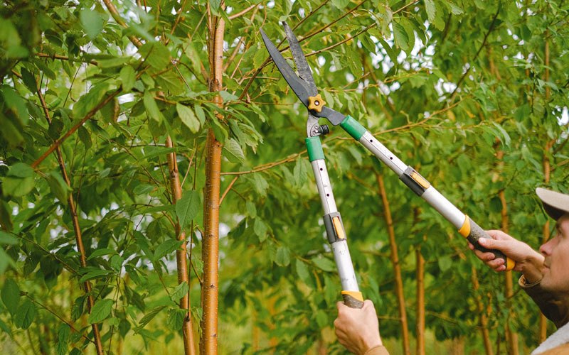Tree trimming in Torrington, WY